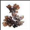 Lobaria Pulmonaria P.E.